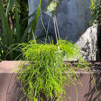 Rhipsalis + Lepismium | premium range