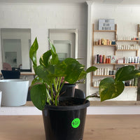 Epipremnum aureum | starter size