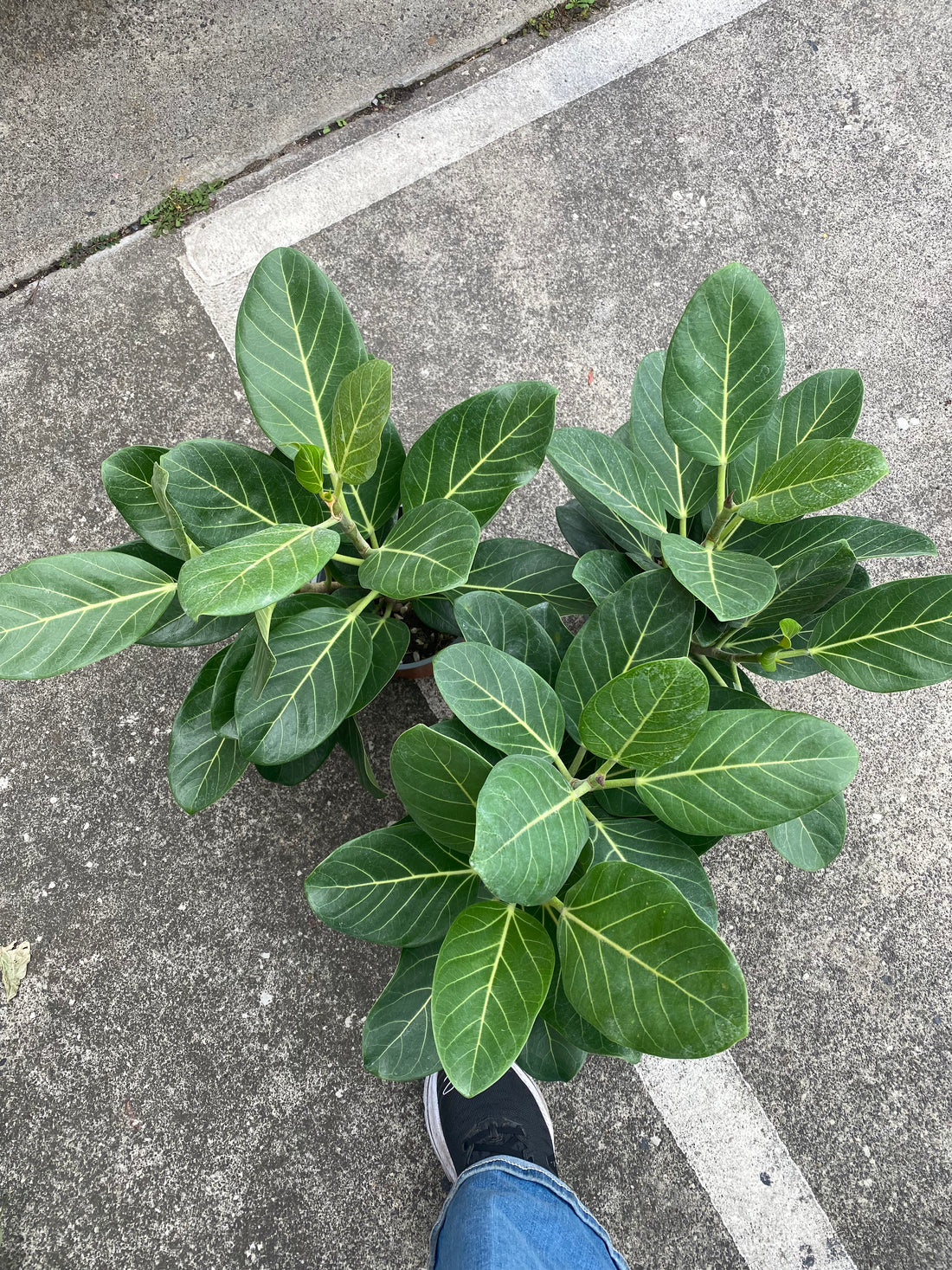 Ficus benghalensis ‘Audrey’