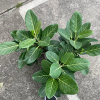 Ficus benghalensis ‘Audrey’