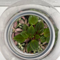 Hamia Capsule Terrarium | 13cm x 25cm