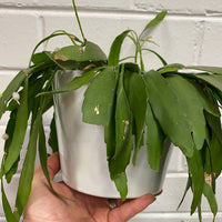 Rhipsalis ramulosa