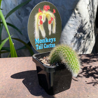 Monkeys Tail Cactus | Cleistocactus colademonis