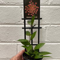 Assorted 8cm Hoya