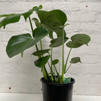 Monstera deliciosa Tauerii