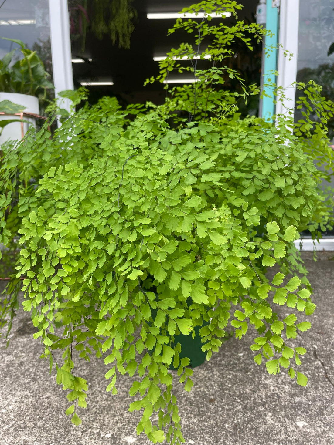Adiantum raddianum Fragrans | Maiden Hair Fern