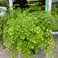Adiantum raddianum Fragrans | Maiden Hair Fern