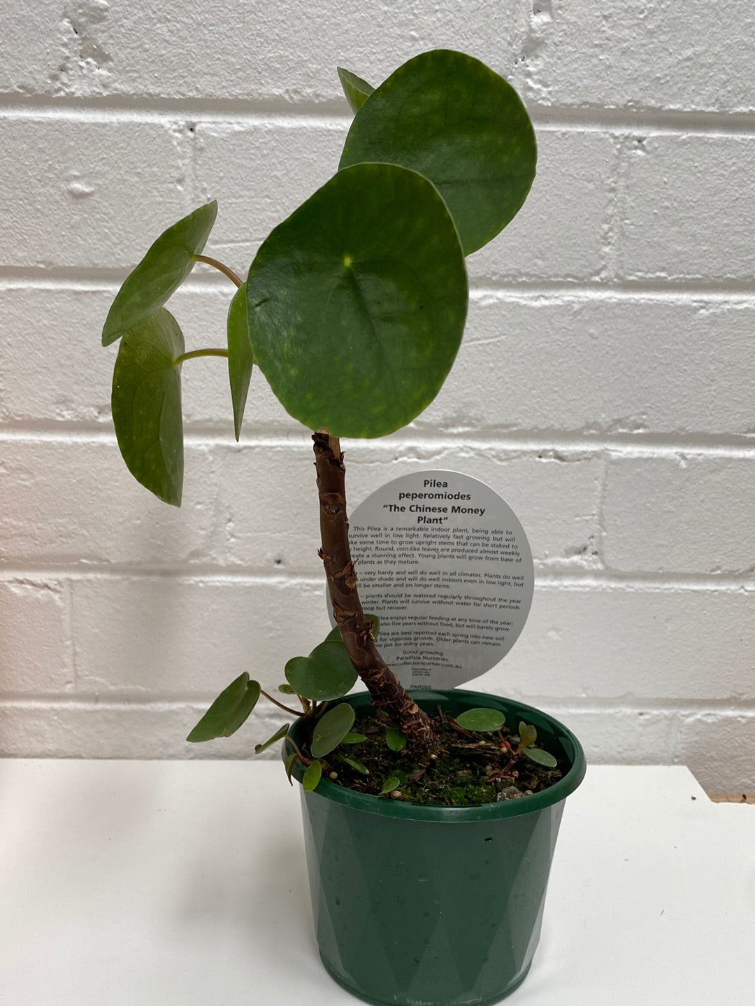 Pilea peperomiodes 12cm pot