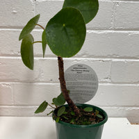 Pilea peperomiodes 12cm pot