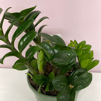 Zamiiocalcus zamiifolia Zenzii