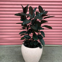 Ficus Burgundy + terrazzo tall egg pot