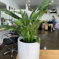 Spathiphyllum Domino