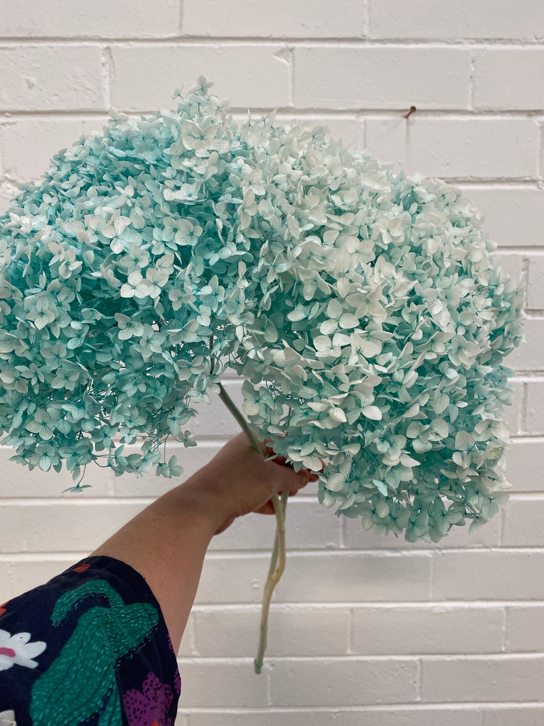 Preserved Hydrangea | stem