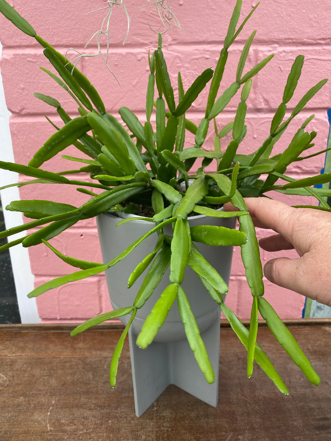 Rhipsalis + Lepismeum