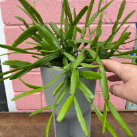 Rhipsalis + Lepismeum