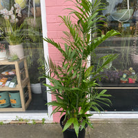 Chamaedora seifrizii | Bamboo Palm