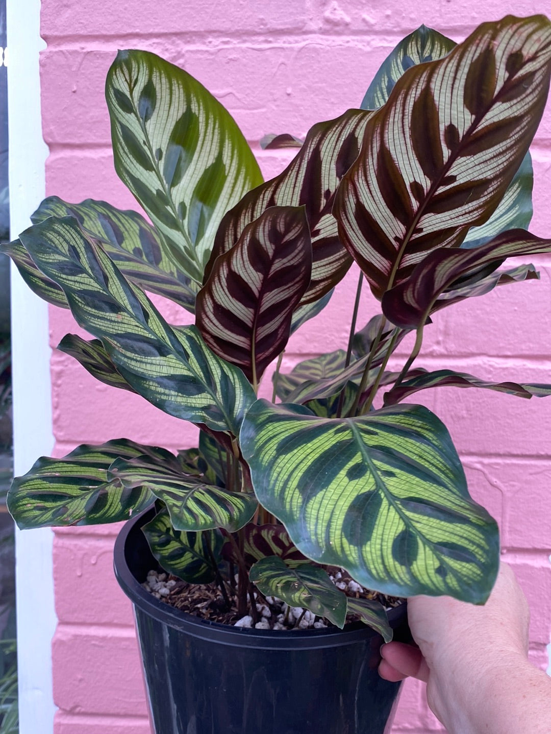 Calathea makoyana Peacock Plant