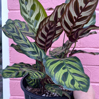 Calathea makoyana Peacock Plant