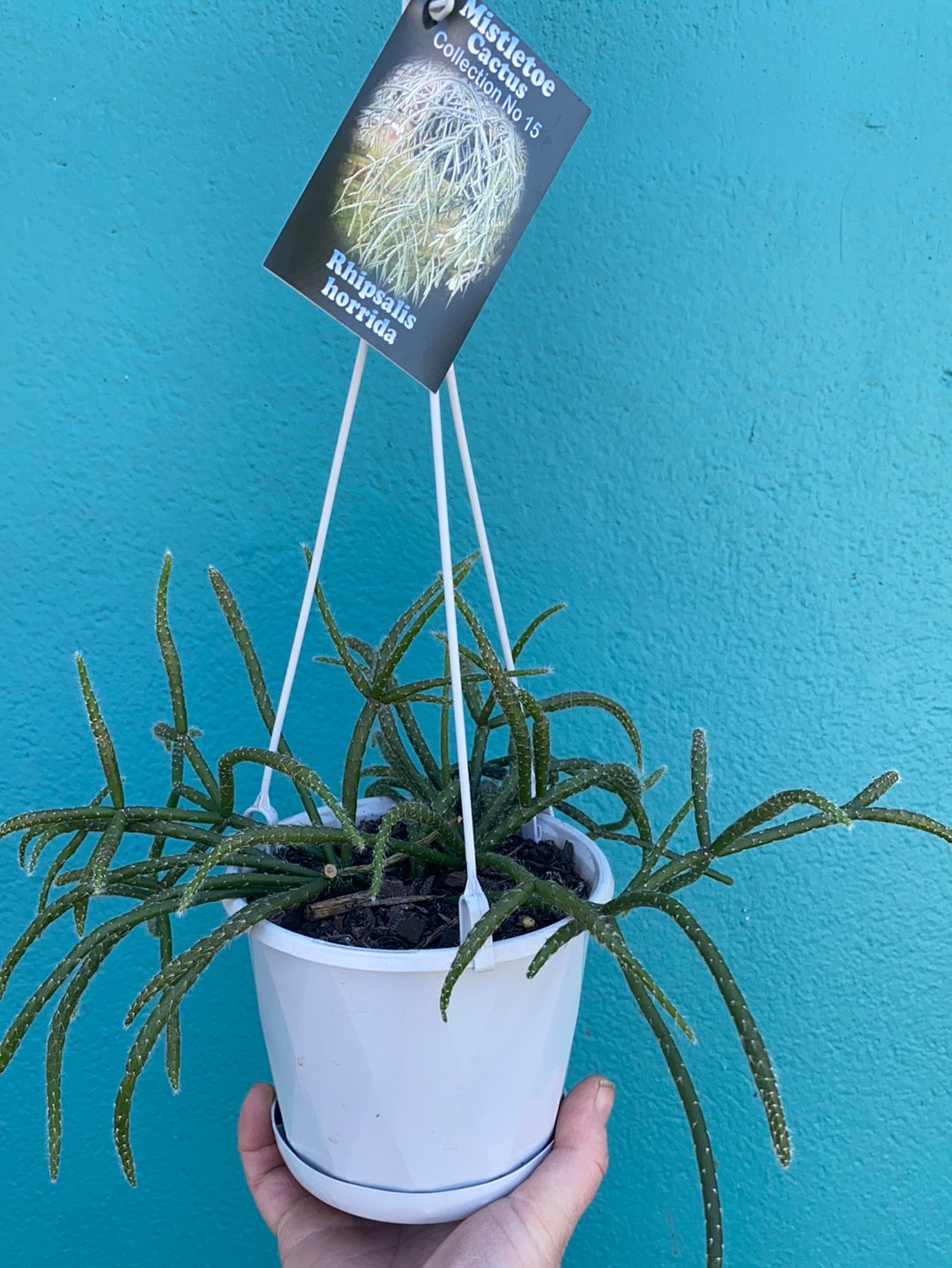 Rhipsalis + Lepismeum
