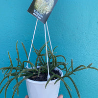 Rhipsalis + Lepismeum