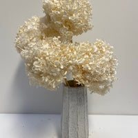 Preserved Hydrangea | stem