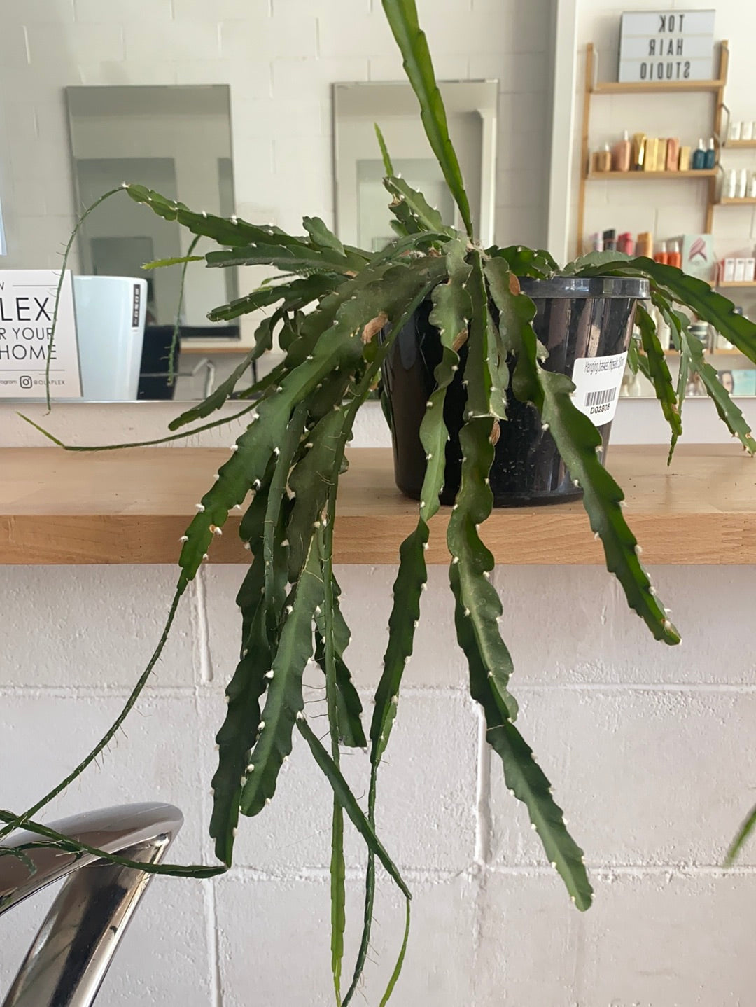 Lepismium cruciforme