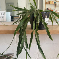 Lepismium cruciforme