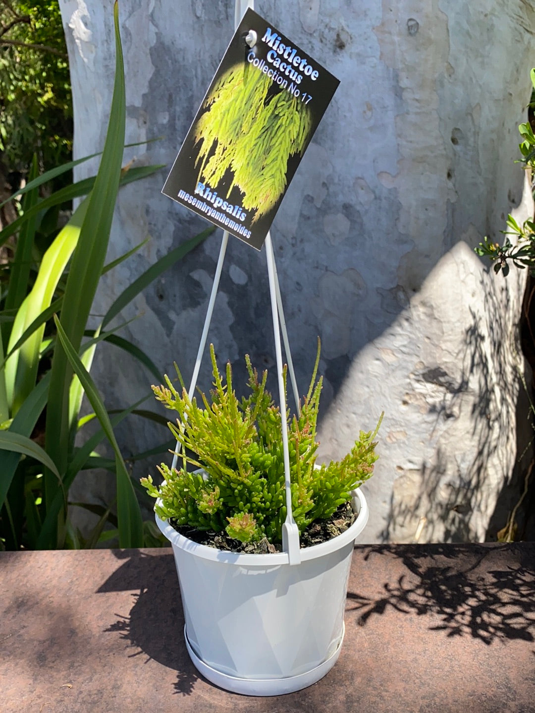 Rhipsalis + Lepismeum