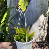 Rhipsalis + Lepismeum