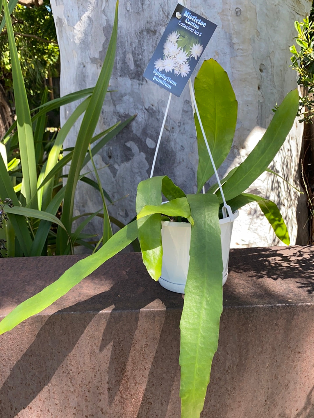 Rhipsalis + Lepismeum