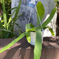 Rhipsalis + Lepismeum