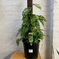 Monstera adonsonii | totem