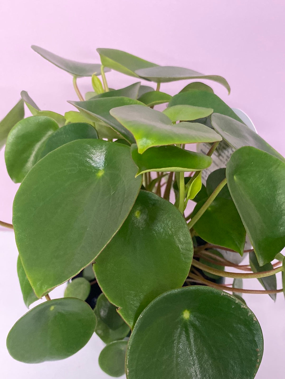 Peperomia polybotrya