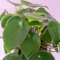 Peperomia polybotrya