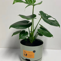Monstera ‘Tauerii’ + Mr Kitly