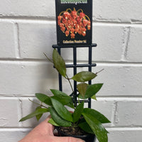 Assorted 8cm Hoya