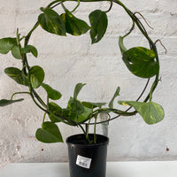 Epipremnum aureum | Devil's Ivy