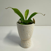 Fern + Sparkle Pedestal Pot by Angus & Celeste