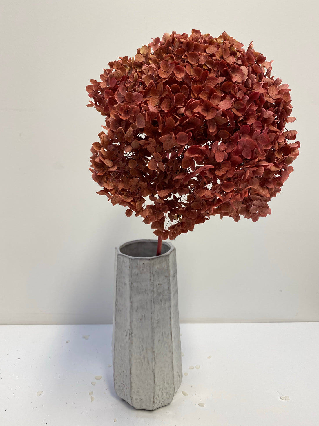 Preserved Hydrangea | stem