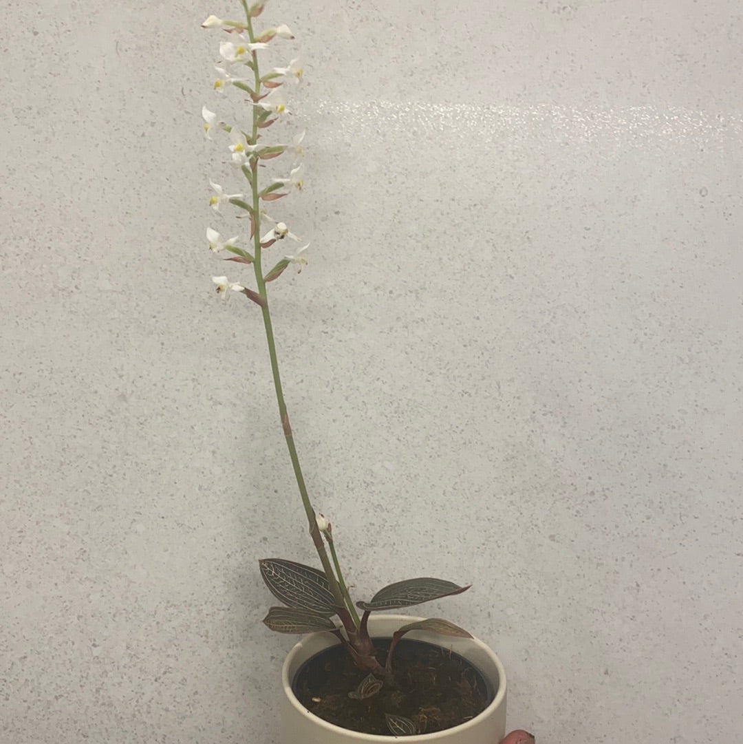 Ludisia discolor | Jewel Orchid