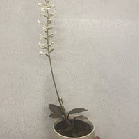 Ludisia discolor | Jewel Orchid
