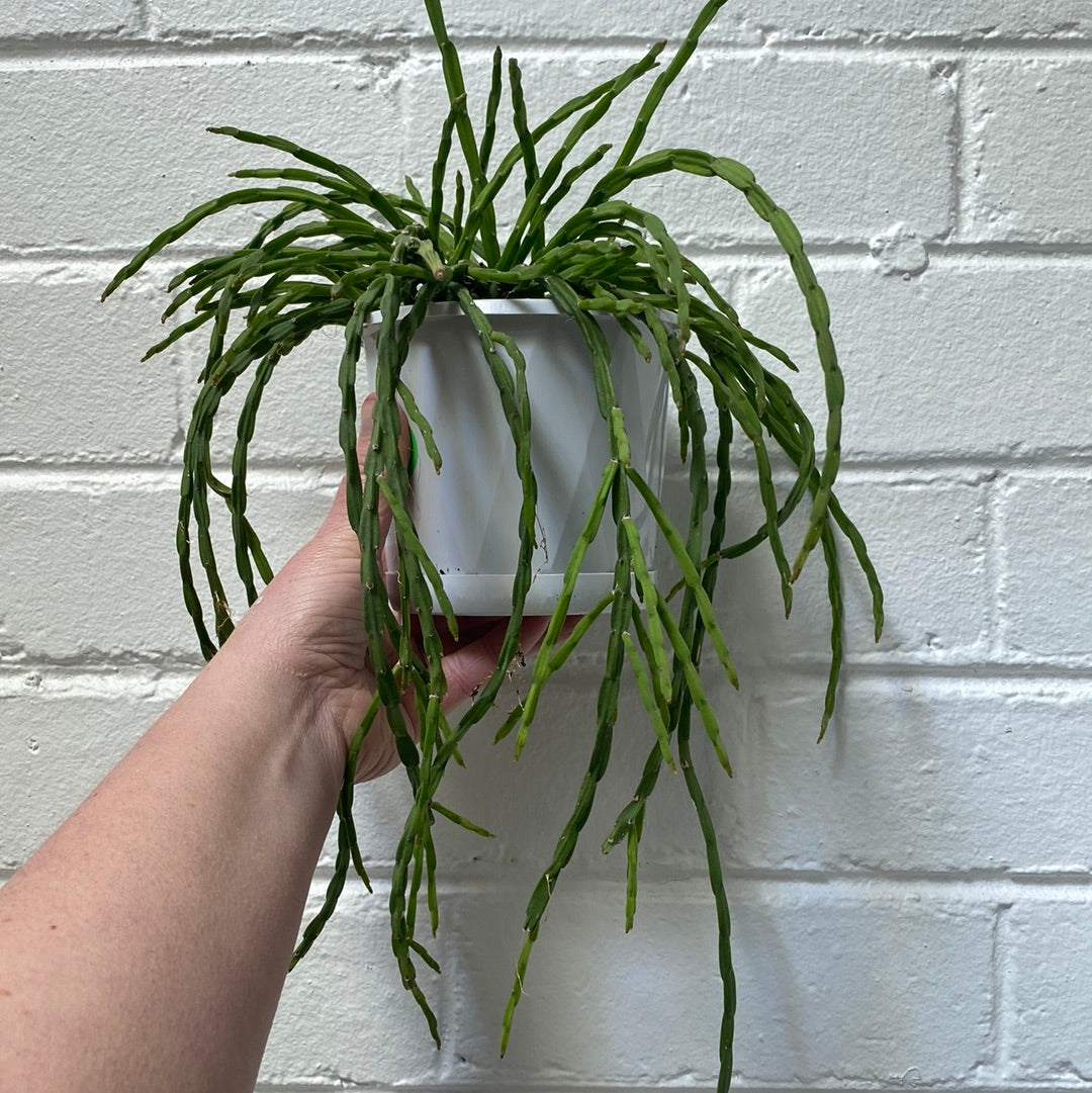Rhipsalis + Lepismium | premium range