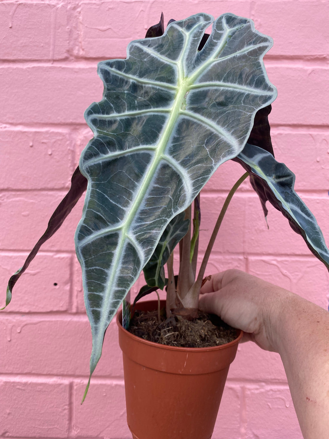 Alocasia amazonica | Dwarf Form