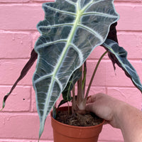 Alocasia amazonica | Dwarf Form