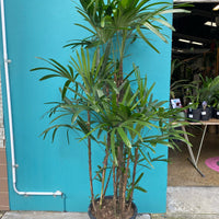 Rhapis excelsa | Lady Finger Palm