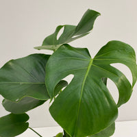 Monstera deliciosa Tauerii