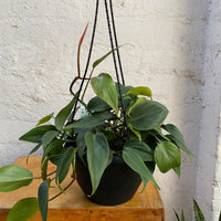 Philodendron cordatum | Heart Leaf Philodendron