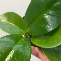 Assorted 10cm Hoya