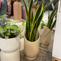 Snake Plant + Large Summit Planter by Capra Design