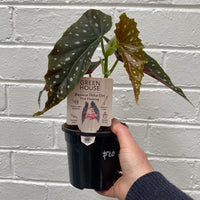 Begonia maculata